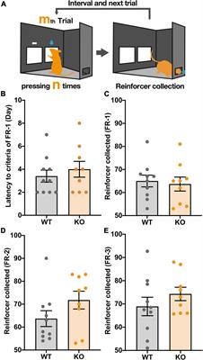 Importin α3 (KPNA3) Deficiency Augments Effortful Reward-Seeking Behavior in Mice